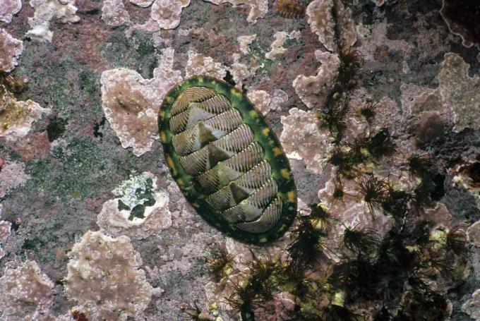 Close-up de chiton forrado