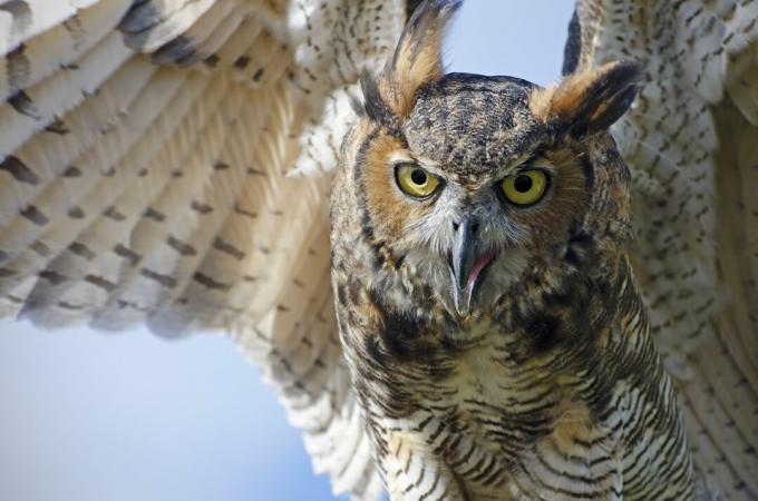 corujão, Bubo virginianus