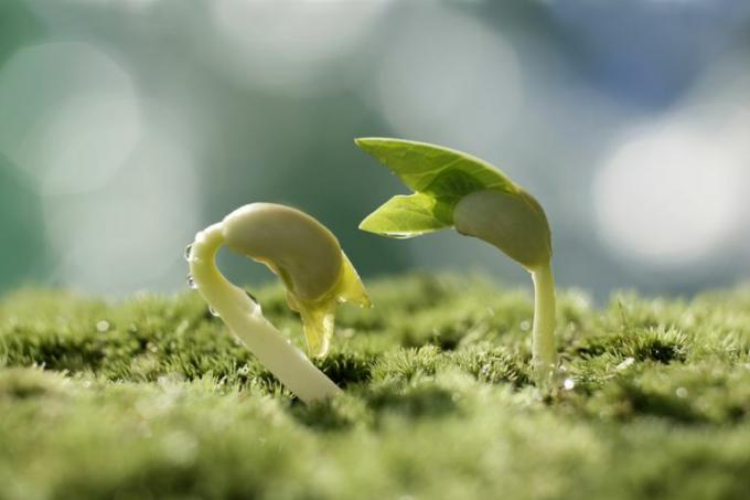Eu tenho Você é uma muda. Partes de um questionário de plantas com flores