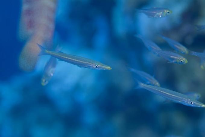 Barracuda juvenil (Sphyraena Sp.). Encontrado em uma densa escola de Varredora Amarela, usando a proteção de uma Garoupa de Redmouth, até que seu tamanho aumentava sua camuflagem. mar Vermelho