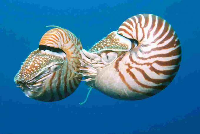 Dois nautiluses