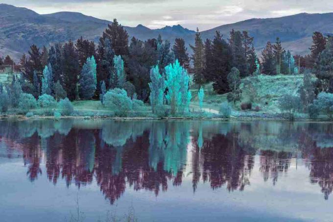 reflexão do lago, paisagem colorida da árvore