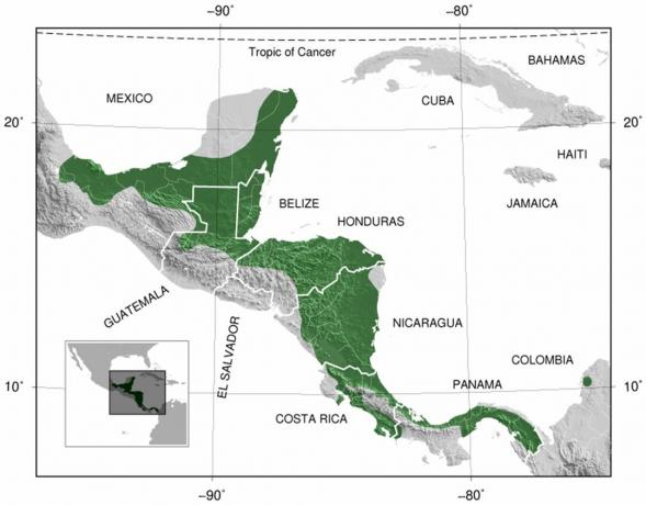 Distribuição de olhos vermelhos de rã-arborícola