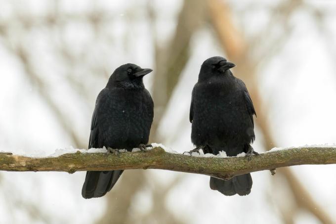 dois corvos sentado no galho
