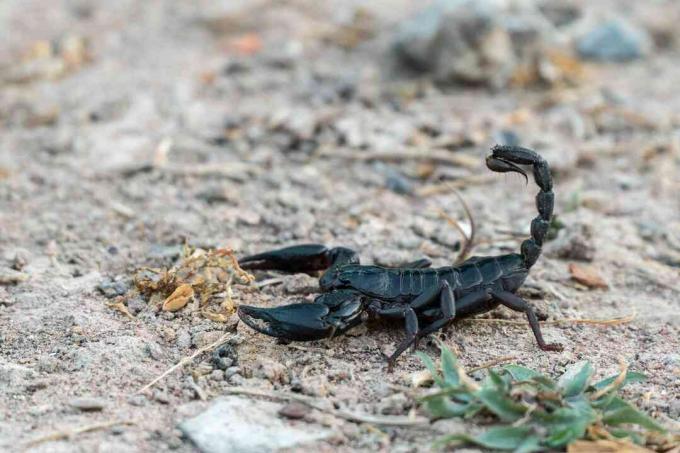 Escorpião-Negro andando pelo chão de areia.