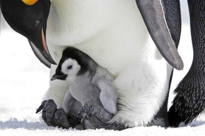Filhote de pinguim-imperador nos pés do pai.