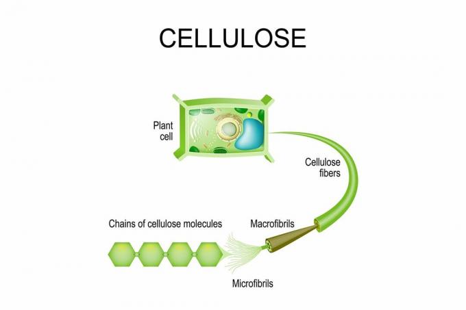 Celulose em plantas