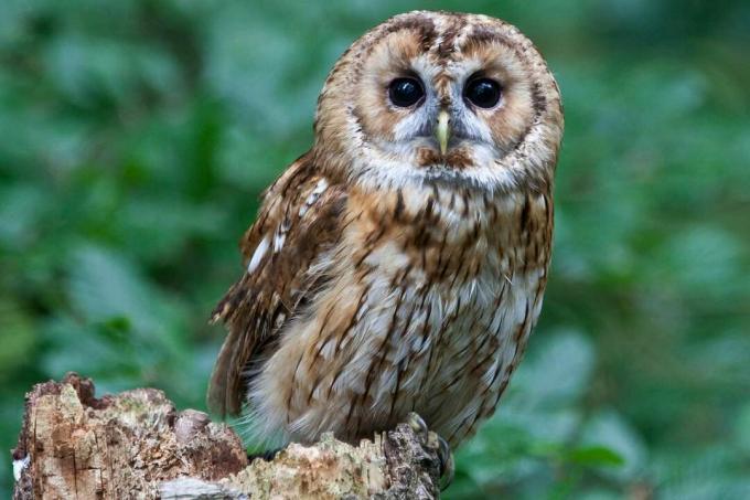 A coruja tawny