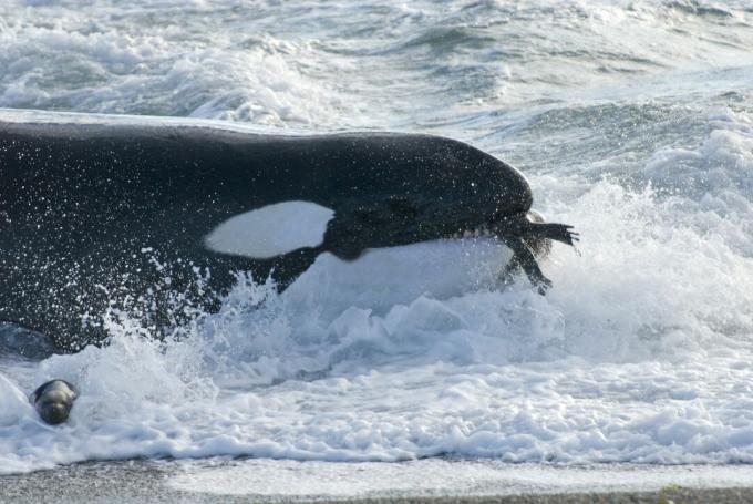 Baleia assassina (Orcinus orca) com juvenil leão-marinho do sul (Otaria flavescens) na boca, Patagônia, Argentina, Oceano Atlântico