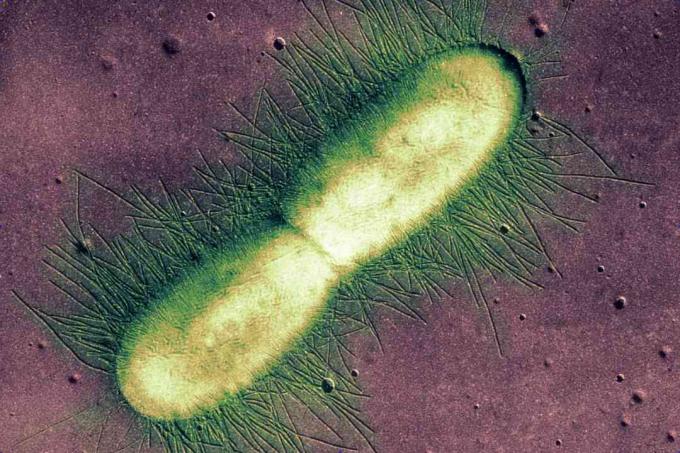 E. coli Bacterium