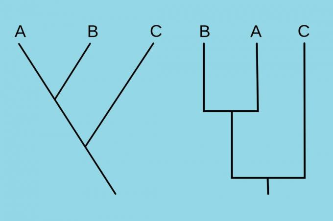 Dois cladogramas idênticos