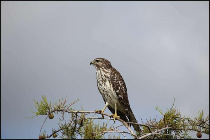 Falcão juvenil de ombros vermelhos