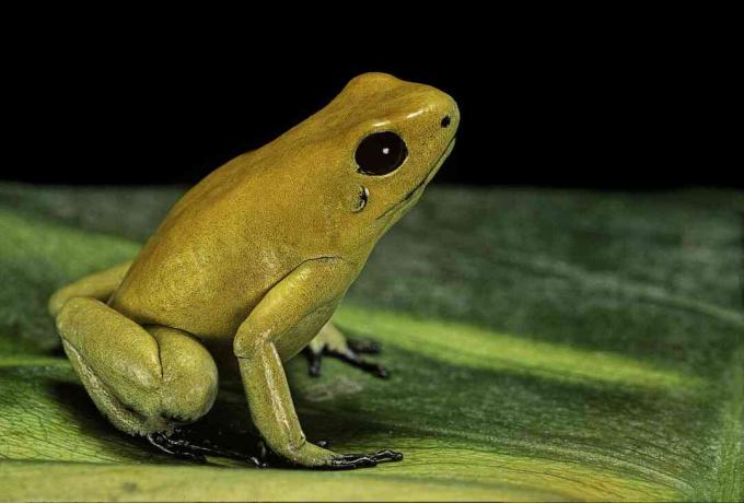 O sapo venenoso dourado (Phyllobates terribilis) é o sapo de dardo venenoso mais venenoso.