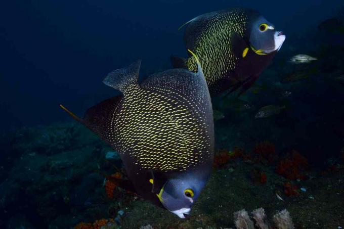 Peixe anjo francês