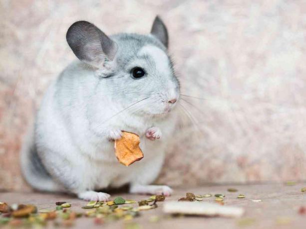 chinchila doméstica segurando comida com braços