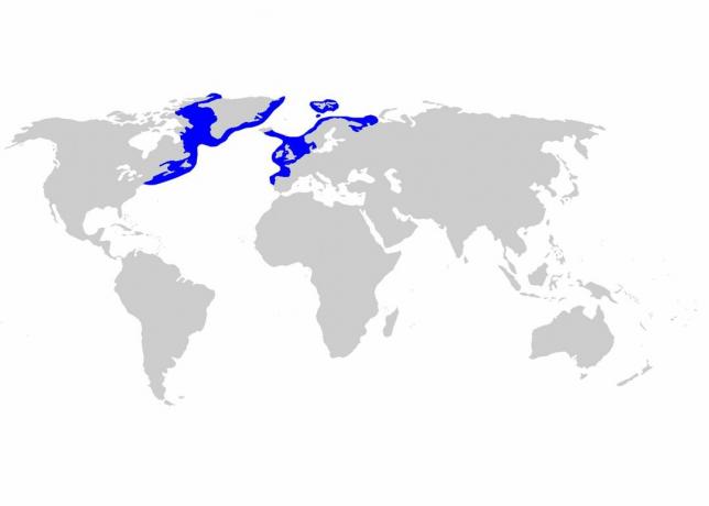 Distribuição de tubarão na Groenlândia