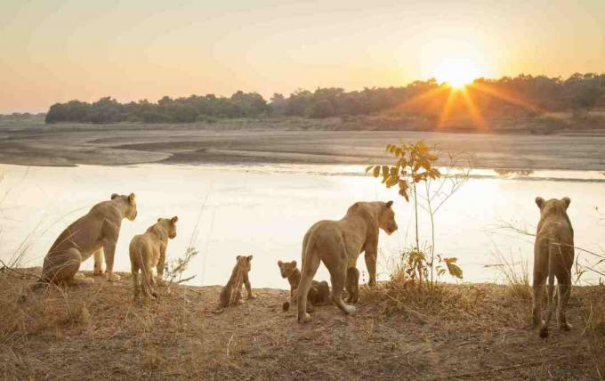 Leoas com filhotes pelo rio ao pôr do sol no Parque Nacional do Sul de Luangwa, Zâmbia