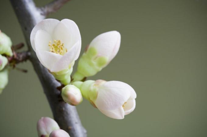 Eu tenho você no estágio de floração. Partes de um questionário de plantas com flores