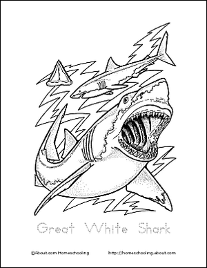 Tubarão desenho para colorir