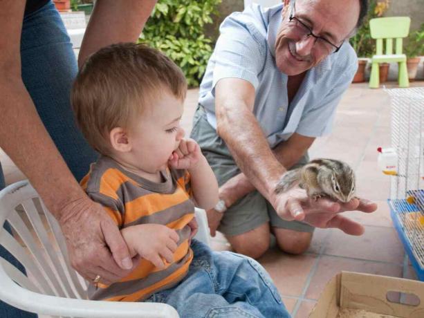 Algumas pessoas mantêm esquilos como animais de estimação.