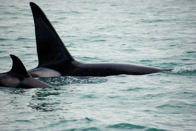 Orcas masculinas e femininas