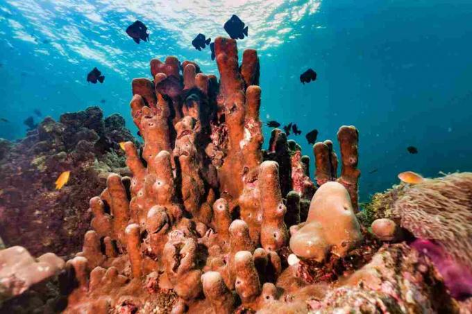 Esponja de tubo subaquático Pillar Coral em recife de coral, um sistema de captura de carbono