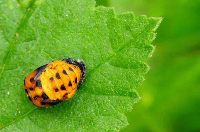 Pupa de joaninha em uma folha verde