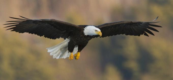 Águia americana (Haliaeetus leucocephalus) voando com asas planas características.