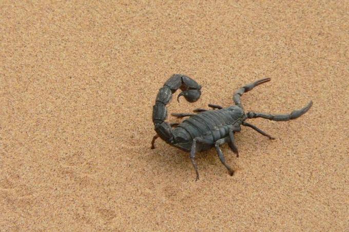 Grande escorpião preto na areia.