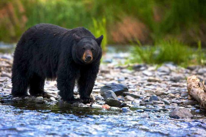 Urso preto, (Ursus americanus), ficar, em, fluxo rochoso, columbia britânica, canadá