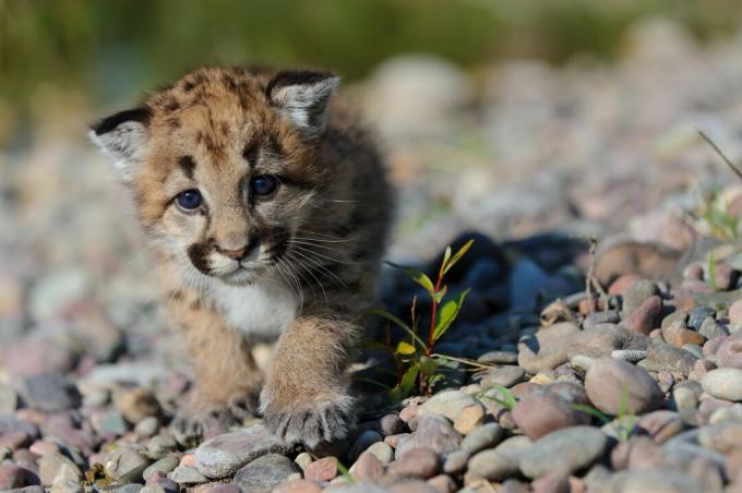 Gatinhos de leão da montanha são vistos e têm olhos azuis.