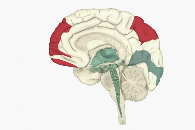 Atividade cerebral durante o sono REM