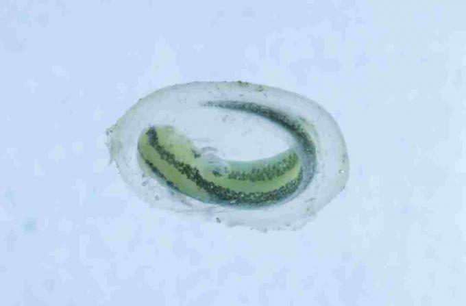 Este é um tritão em seu saco de ovos. Como os tritões, as larvas de salamandra são reconhecidas dentro de seus ovos.