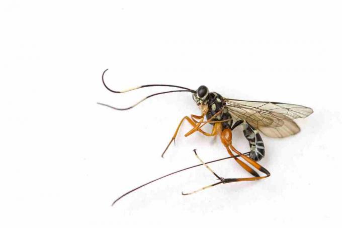A vespa parasita da lagarta em faixas usa seu longo ovipositor para pôr ovos dentro de seu hospedeiro.