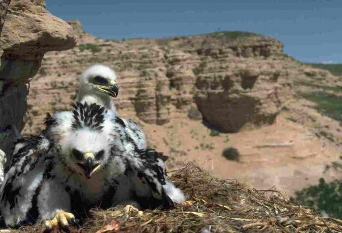 Dois pintainhos da águia dourada sentam-se em um ninho em um penhasco na pastagem nacional do Pawnee em Colorado. | Localização: Pawnee National Grassland, Colorado, EUA.