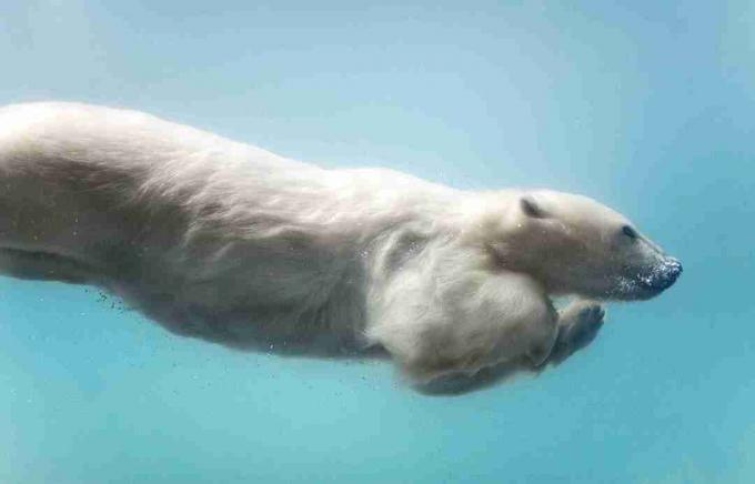 Os ursos polares são excelentes nadadores.