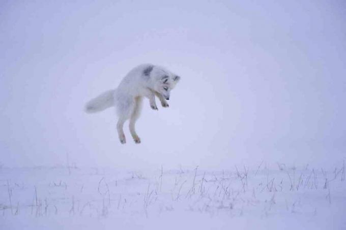 Quando uma raposa do ártico ouve um roedor sob a neve, ela pula no ar para silenciosamente atacar presas de cima.