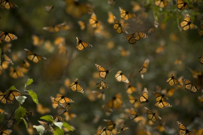 Borboletas monarcas