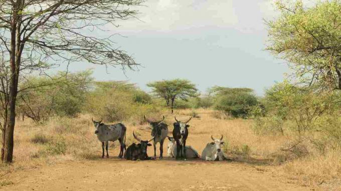 Zebu no parque Awash, Afar, Etiópia