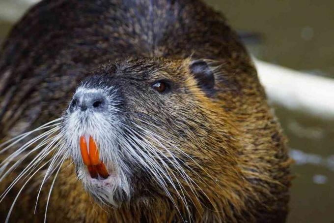 Nutria, close-up