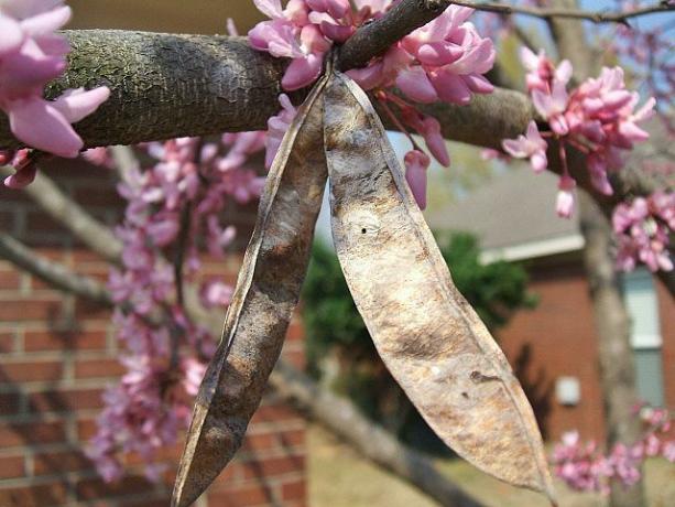 Redbud Flowers and Remanant Fruit