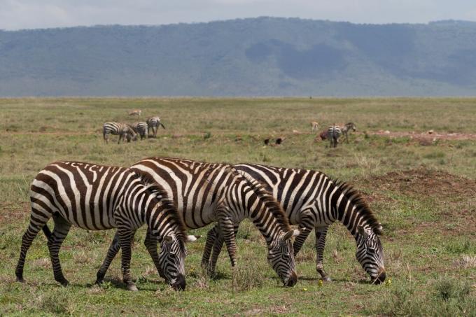 Três zebra (Equus quagga), Tanzânia, África Oriental