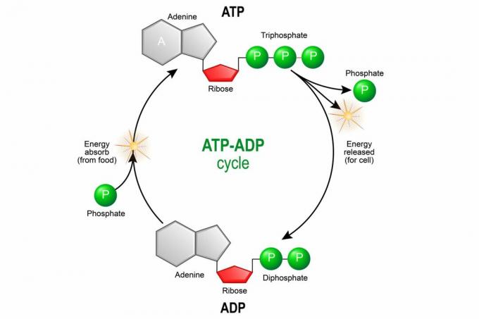 Ciclo ATP ADP