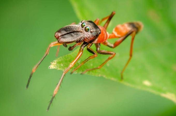 Por ter os olhos espaçados em torno de sua cabeça, essa aranha ganha uma excelente gama de visão.