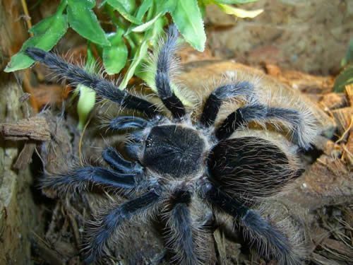 Tarântula Curlyhair (Brachypelma albopilosum)