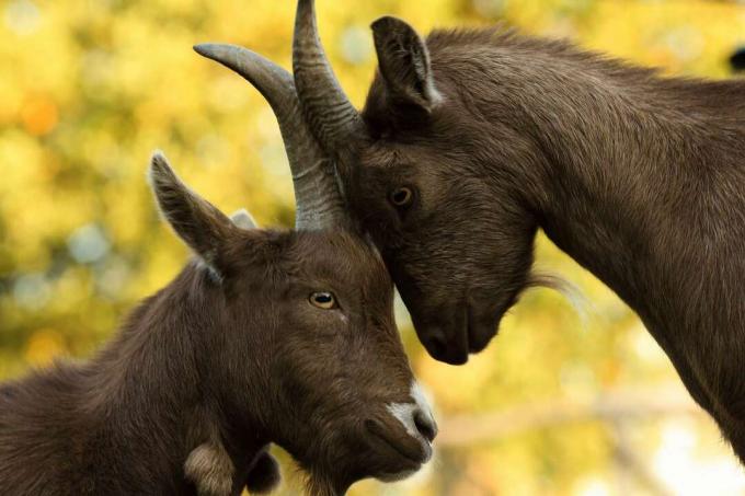 Cabras pigmeus Billy e Nanny