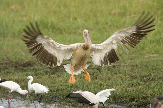 Aterragem de pelicanos-de-rosa (Pelecanus rufescens), Delta do Okavango, Botsuana