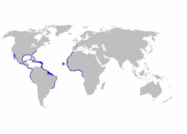 Mapa de distribuição de Ginglymostoma cirratum