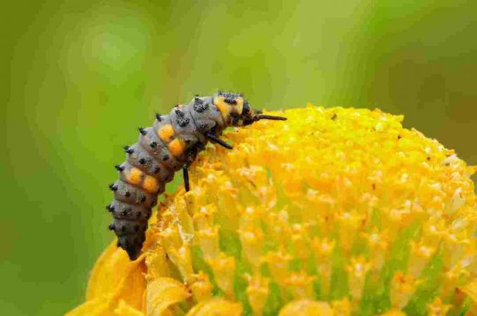 Feche acima da larva do joaninha em uma flor.