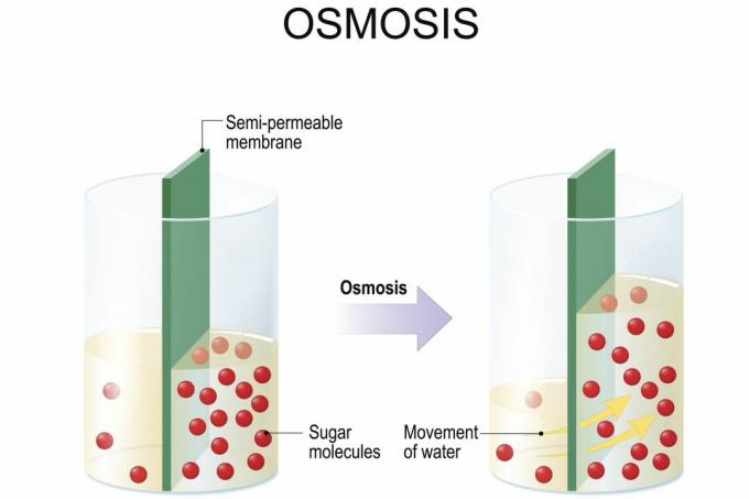 Osmose